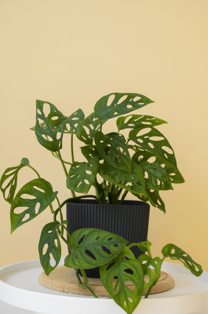 Tanaman Monstera Deliciosa
